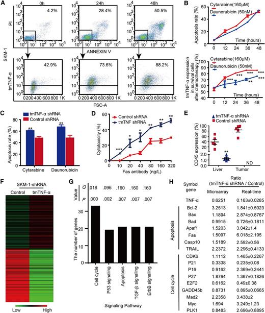 Figure 2. Expression of tmTNF-α facilitates the survival of AML cells by modulating multiple signaling pathways. (A-B) SKM-1 cells were treated with 160 μM cytarabine and 50 nM daunorubicin for indicated time points. The apoptosis was detected by staining with propidium iodide (PI) and Annexin-V (B, upper panel), and the double negative cells were gated as surviving leukemia cells after chemotherapy (A, upper panel). tmTNF-α expression was determined in these cells by flow cytometry (A and B, lower panel). Each flow cytogram is representative of 3 independent experiments. The quantitative data represent the mean ± SEM of at least 3 independent experiments. **P < .01; ***P < .001 vs the 0 hours group. (C) Each bar represents the mean ± SEM of the apoptosis rate in control or tmTNF-α shRNA-transfected SKM-1 cells treated by either cytarabine or daunorubicin for 48 hours; **P < .01 vs control shRNA. (D) Each curve represents the mean ± SEM of the cytotoxicity rate of control or tmTNF-α shRNA-transfected SKM-1 cells after treatment with agonistic anti-Fas antibody for 24 hours; *P < .05; ** P < .01; ***P < .001 vs control shRNA-transfection group. (E) Control or tmTNF-α shRNA-transfected SKM-1 cells (1 × 106) were transplanted into recipient NOD-SCID mice to initiate leukemia (n = 5). Recipient mice were euthanized after 6 weeks. At the experimental end point, the percentages of CD45+ cells in the murine liver and in palpable tumors were determined by flow cytometry. Data are presented as scatter dot plots with means (horizontal lines); **P < .01 vs the control shRNA-transfected group; ND, FCM assessment was not performed because no mice in the tmTNF-α shRNA group developed any palpable tumors. (F) A heatmap shows gene expression profiling associated with control- or tmTNF-α shRNA-transfected SKM-1 leukemia cells. (G) The most significantly enriched pathways showing differential expression between the 2 groups were identified by DAVID pathway analysis. Each column represents the number of differentially expressed genes between the 2 groups. For differentially expressed genes, the call value of expression had to be P < .05, with a ratio ≥1.5 or ≤0.6667. Both Q and P values are shown. (H) Selected genes that were differentially expressed between the 2 groups were confirmed by qPCR analysis. Values indicate the mean expression ratio comparing the tmTNF-α-knockdown group with the control group.