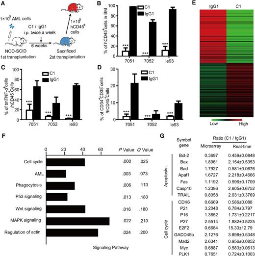 Figure 6. Treatment with tmTNF-α antibody targets LSCs in vivo. (A) An overview of the experimental design. At the end of the first transplantation, leukemia cells were harvested. For the second transplantation, each NOD-SCID recipient mouse was transplanted with 1 × 105 CD45+ cells from C1- or IgG1- treated mice (n = 5 each group). Engraftment of AML cells in NOD-SCID mice was determined 6 weeks posttransplantation. (B) Levels of AML cell engraftment into the BM of secondary recipient mice were determined by FCM. Vertical bars represent means ± SEM; ***P < .001 between control and C1- treated groups. (C) The percentage of tmTNF-α+ cells within the total engrafted AML cells of secondary recipient mice was determined by FCM; ***P < .001 between control and tmTNF-α-treated groups. (D) The percentage of CD34+ AML cells among total engrafted AML cells in the BM of secondary recipient mice was determined by FCM. Values represent means ± SEM; ***P < .001 between the control and C1-treated groups. (E) Heatmap of gene expression profiles associated with leukemia cells harvested from control or C1- treated groups at the end of the first transplantation. (F) The most highly enriched pathways exhibiting differential expression between the control- and C1- treated groups were identified using DAVID pathway analysis. Each column indicates the number of differentially expressed genes between the 2 groups. For the differentially expressed genes, the call value of expression had to be P < .05, with an expression ratio ≥1.3 or ≤0.7692. Both Q and P values are shown. (G) Typical genes that are differentially expressed between control- and C1- treated groups that were confirmed by qPCR. Values represent mean expression ratios comparing the C1- treated and control groups.