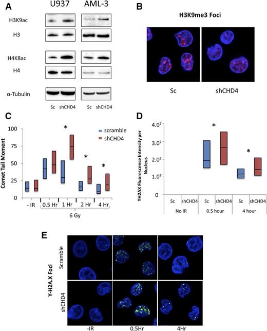 Figure 1. CHD4 is necessary for the maintenance of heterochromatin and the efficient repair of DNA DSBs in AML blasts. AML cell lines were infected by lentivirus to integrate either a nontargeting, scrambled (Sc) shRNA or a CHD4-targeting shRNA. (A) Depletion of CHD4 leads to a global increase in euchromatin-associated histone H3K9 and H4K8 acetylation. (B) Depletion of CHD4 also results in a disruption of heterochromatin-associated histone H3K9me3 foci in U937 cells as shown by staining with anti-H3K9me3 antibody. (C) U937 cells were exposed to 6 Gy of radiation to induce DNA DSBs. DSB formation and repair was monitored over a 4-hour time course using a neutral comet assay. CHD4-depleted cells displayed significantly more evidence of DSBs and were delayed in their repair (n > 50 comets). (D) The results of the comet assay were confirmed by staining for Υ-H2A.X foci and calculating the fluorescent intensity per nucleus (n > 60 cells per time point). (E) Representative images of the Υ-H2A.X stain. *P < .05.