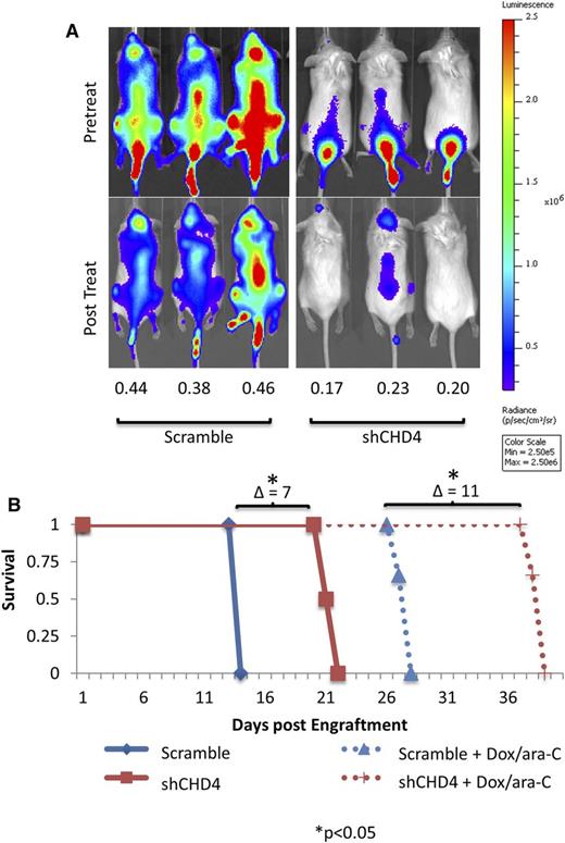 Figure 4. Inhibition of CHD4 sensitizes AML blasts to DNR and ara-C in a xenograft model. Equal numbers of luciferase-expressing Scramble and shCHD4 U937 cells were engrafted into NSG mice by tail-vein injection and tumor burden was noninvasively monitored by measuring the total radiance generated upon subcutaneous administration of luciferin. (A) Once a tumor was well established (as seen in the pretreatment panels), the mice were treated with 5 continuous days of ara-C, with concurrent doxorubicin on days 1 through 3. Posttreatment, mice engrafted with control cells were found to possess 43% of their pretreatment radiance, whereas mice engrafted with CHD4-depleted cells possessed 20% (P < .001). (B) The mice were followed for survival. CHD4 depletion alone resulted in a 7-day improvement in mouse survival. Treatment with Doxorubicin/ara-C improved the survival of the mice engrafted with CHD4-depleted cells by an additional 4 days. *P < .05.