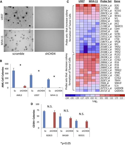 Figure 5. CHD4 depletion dramatically decreases the tumor-forming behavior of AML cells and modulates expression of genes associated with tumor colony formation. CHD4-depleted cells were inhibited in their ability to engraft into the NSG mice. CHD4 depletion severely reduced the ability of U937 and MV4-11 cell lines to form colonies in soft agar. (A) Representative images (20×) of colonies. (B) Quantitation of AML colonies (*P < .05, n = 3). (C) Microarray arrays were performed to determine the gene expression alterations associated with CHD4 depletion. Ingenuity Pathway Analysis software was used to interpret the data and predicted a significant decrease in the colony-forming potential in both U937 and MV4-11 (activation Z score of −2.044 and −2.002, respectively). (D) Depletion of CHD4 in CD34+ hematopoietic progenitors isolated from 3 normal donors did not result in a significant decrease in colony formation.