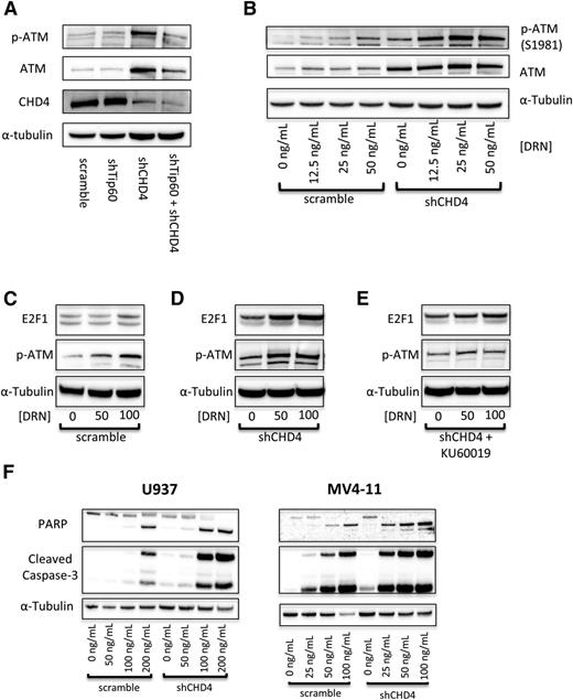 Figure 6. Inhibition of CHD4 activates the ATM signaling pathway to induce increased apoptosis. (A) Depletion of CHD4 in U937 cells induces a significant activation of ATM, which is blocked by the concurrent depletion of Tip60. (B) Upon addition of DNR, ATM is activated in a concentration-dependent manner, with significantly more activation in the CHD4-depleted cells. (C) Once active, ATM acts on its downstream targets, including stabilizing the proapoptotic transcription factor E2F1. E2F1 is stabilized in a DNR concentration-dependent manner, (D) with significantly more being stabilized in the CHD4-depleted cells. (E) This stabilization is diminished upon the addition of the ATM inhibitor KU60019. (F) Ultimately, in response to the DNR, CHD4-depleted AML cells display elevated markers of apoptosis, including PARP and Caspase-3 cleavage.