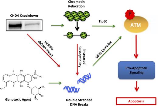 Figure 7. Model of CHD4 enhancement of genotoxic agent-induced apoptosis through DSB repair inhibition and chromatin relaxation. In AML blasts, depletion of CHD4 relaxes the chromatin, resulting in the activation of ATM through Tip60 and thereby primes the cells for apoptotic signaling. Moreover, the relaxed chromatin is more susceptible to genotoxic agent-induced DSBs. Additionally, CHD4-deficient blasts have impaired DSB repair, resulting in the accumulation of more DSBs and further activation of ATM through the classical Mre11, Rad50, NBs1 (MRN) complex. The net activation of ATM in CHD4-depleted cells increases its downstream proapoptotic signaling cascade, thereby resulting in apoptotic cell death.
