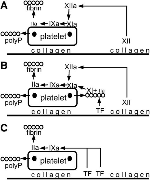 A broad overview of the components that are subject to inhibition under 3 sets of conditions (many of the coagulation steps are omitted). For an accurate analysis, see supplemental Figure 6 in the article by Zhu et al that begins on page 1494. Platelets adhere to collagen and are partially activated releasing polyphosphate from dense granules (dark spots on the platelets). During fibrin formation, fibrin structure is altered by association with polyphosphate, leading to a structure that is more resistant to lysis. (A) Factor XII is activated to factor XIIa. Factor XIIa activates factor XI to factor XIa, which activates factor IX to factor IXa, leading to thrombin (IIa) generation and fibrin formation. (B) Tissue factor initiates the generation of a small amount of thrombin (IIa) that binds to polyphosphate and activates factor XI to factor XIa. Additional factor XIa is generated from factor XIIa formed by contact activation. Factor XIa activates factor IX to factor IXa, leading to thrombin (IIa) generation and fibrin formation. (C) At high tissue factor, sufficient factor IX is activated to factor IXa to drive thrombin (IIa) generation and fibrin formation. polyP, polyphosphate; TF, tissue factor.