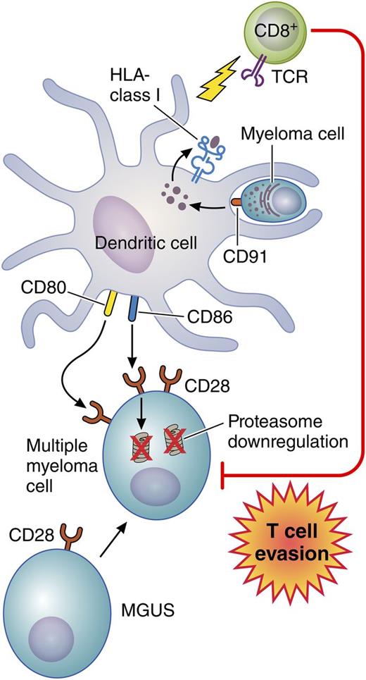 Bone marrow DCs engulf apoptotic myeloma cells via CD91. Myeloma tumor antigens are then processed and presented on class I HLA molecules to activate infiltrating CD8+ T cells. At the same time, using CD80/CD86, these DCs interact with nonapoptotic myeloma cells that express higher levels of CD28 compared with plasma cells from patients with monoclonal gammopathy of undetermined significance (MGUS). As a result, proteasome degradation occurs, which impairs tumor antigen expression on the myeloma cells thereby rendering them more resistant to T-cell recognition and killing. Professional illustration by Patrick Lane, ScEYEnce Studios.