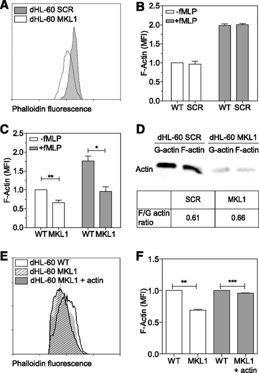 Figure 6. MKL1-deficient dHL-60 cells show lower content in F-actin. (A) Analysis of the F-actin content in dHL-60 MKL1 cells by flow cytometry. dHL-60 wild-type (WT) cells and dHL-60 cells carrying a scrambled or anti-MKL1 shRNA and coexpressing green fluorescent protein were mixed before fixation and staining for F-actin with Alexa Fluor 647 phalloidin. For clarity, only SCR and MKL1 populations are displayed on the flow cytometry graph. (B-C) Evaluation of the F-actin content in dHL-60 cells after stimulation with 100 nM fMLP for 1 minute in SCR and MKL1 populations, respectively. Data from 3 independent experiments were analyzed. (D) G-actin and F-actin content in dHL-60 SCR and MKL1 cells. (E-F) Analysis of the F-actin content in dHL-60 cells after stimulation with 100 nM fMLP for 1 minute in WT, MKL1, and MKL1 cells expressing mCherry G-actin. *P < .05; **P < .01; ***P < .001.