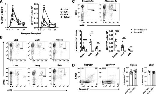 Figure 1. Tc17 cells develop early post–allo-SCT in both central lymphoid and GVHD target organs. (A-D) CD8+YFP+ population development in lethally irradiated allogeneic (B6.IL-17CreRosa26eYFP→ B6D2F1) or (C) syngeneic (B6.IL-17CreRosa26eYFP→B6) mice transplanted with G-CSF–mobilized grafts. (A) Time-course analysis of CD8+YFP+ frequencies and absolute numbers within the CD8+ T-cell compartment 3, 7, 14, and 21 days posttransplant (mean ± SEM, n = 4-15 pooled mice/group from 2-4 independent experiments). pLN, peripheral (axillary and inguinal) lymph node; mLN, mesenteric lymph node. (B) Representative FACS analyses of CD8+YFP+ T cells 7 days after allo-SCT. (C) Representative FACS analyses (mLN) and CD8+YFP+ absolute numbers 7 days after syngeneic or allogeneic SCT (mean ± SEM, n = 6-10 pooled mice/group from 2 independent experiments; **P < .01, ****P < .0001). (D) Representative FACS analyses and frequencies of CD8+ T cells 7 days after allo-SCT costained with Annexin V and 7-AAD viability dye (mean ± SEM, n = 9-10 mice/group).