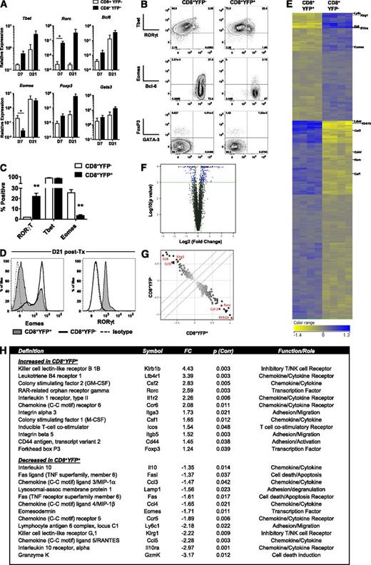 Figure 3. Posttransplant Tc17 cells express a distinct transcription factor and gene expression profile. (A-C) CD8+YFP+ and CD8+YFPneg T-cell transcription factor expression after allogeneic (B6.IL-17CreRosa26eYFP→B6D2F1) transplant. (A) YFP+ and YFPneg CD8+ T cells isolated from spleen, mLNs, and liver by FACS on d7 and d21 followed by qPCR (mean ± SEM, n = 3-4 independent experiments each consisting of 10 pooled mice/group; *P < .05). (B) Representative flow cytometry data from transcription factor staining of CD8+ T-cell populations isolated from pooled spleen, mLNs, and liver d7 posttransplant. (C) Frequencies of transcription factor–expressing CD8+ T cells gated on YFP expression 7 days posttransplant (mean ± SEM, n = 4 independent experiments each consisting of 10 pooled mice/group; **P < .01). (D) Eomes and RORγt expression 21 days posttransplant in YFP+ and YFPneg CD8+ T cells isolated from pooled spleen, mLNs, and liver. (E-H) Microarray analysis of CD8+YFP+ and CD8+YFPneg T-cell gene expression after allogeneic (B6.IL-17CreRosa26eYFP→ B6D2F1) transplant. (E) Gene expression heat map d7 posttransplant showing 299 gene probes differentially expressed between CD8+YFP+ and CD8+YFPneg T cells sorted from 4 independent experiments consisting of 10 mice pooled/group. Genes were identified by unpaired Student t test (P < .05) after false discovery rate (Benjamini-Hochberg) P value correction. (F) Volcano plot showing the distribution of expression in all genes expressed by either CD8+YFP+ or CD8+YFPneg T cells. Blue data points represent genes with a >1.2 fold differential expression with an uncorrected P value < .001. (G) Scatter plot highlighting the 299 gene probes shown in (D). Red scatter data points highlight differentially expressed genes of interest. (H) Twenty-five selected immunologically relevant genes differentially regulated in CD8+YFP+ and CD8+YFPneg T cells. FC, fold change. See also supplemental Tables 2 and 3).