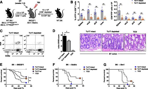 Figure 6. iTc17 depletion protects mice from lethal aGVHD. Lethally irradiated (A-E) B6D2F1, (F) Balb/c, or (G) Bm1 mice received CD8+ T cell–depleted, G-CSF–mobilized WT.B6 allografts supplemented with purified CD8+ T cells derived from WT.B6 (Tc17 intact), IL-17CreRosa26iDTR, IL-17CreRosa26iDTR (Tc17 depleted), or IL-17A–deficient (Tc17 ko) mice as indicated. WT.B6 G-CSF–mobilized WT allografts depleted of both CD4+ and CD8+ T cells were used as no-GVHD controls (TCD). All groups received continued DT treatment during weeks 1 to 3 as described in Materials and methods. (B-C) CD8+YFP+ T-cell depletion was assessed d7 posttransplant in B6D2F1 recipients of grafts containing IL-17CreRosa26eYFP/iDTR heterozygous CD8+ T cells. (B-C) CD8+YFP+ T-cell frequencies after Tc17 depletion were enumerated by flow cytometry (mean ± SEM, n = 5 mice/group; *P < .05, **P < .01). (D) Quantitative GVHD histopathology analysis was performed on colon tissue isolated d7 posttransplant from B6D2F1 recipients of allografts as described in (A) (Tc17 intact, 6 mice/group; Tc17 depleted, 8 mice/group; TCD, 4 mice/group; *P < .05). Representative d7 colon histology images are shown (scale bar = 0.1 mm). (E-G) Survival indices by Kaplan-Meier analyses are shown for (E) B6D2F1, (F) Balb/c, and (G) Bm1 recipients of allo-SCT as described before. (E) Data are pooled from 4 independent experiments (Tc17 intact; Tc17 depleted, 36 mice/group; Tc17 ko, 20 mice/group; TCD, 16 mice/group; **P < .01). (F) Data are pooled from 2 independent experiments (Tc17 intact; Tc17 depleted, 10 mice/group; TCD, 6 mice/group; *P < .05). (G) Data are derived from 1 experiment (Tc17 intact; Tc17 depleted, 9 mice/group; TCD, 3 mice/group; *P < .05).