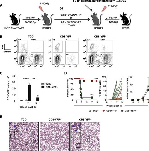 Figure 7. iTc17 cells do not directly contribute to posttransplant tumor clearance. (A) CD8+YFP+ or CD8+YFPneg T cells were isolated 7 days posttransplant (B6.IL-17CreRosa26eYFP→B6D2F1) and combined with WT.B6 T cell–depleted (TCD) BM for secondary transplant into lethally irradiated B6D2F1 recipients. Mice receiving TCD BM only were included as controls and all grafts supplemented with 1 × 105 B6D2F1-derived BCR/ABL-NUP98/HOXA9 GFP+ CML leukemic cells before transplantation. (B) Representative flow cytometry analysis of leukemia progression and CD8+YFP+ T-cell expansion 14 days posttransplant. (C) CD8+YFP+ T cells were enumerated on d7, d14, and d21 posttransplant (± SEM, n = 10 mice/group; ****P < .0001, **P < .01). (D) Survival indices by Kaplan-Meier analysis and tumor growth posttransplant are shown. Data are pooled from 2 independent experiments (10 mice/group total; ***P < .001). (E) Representative images of blood smears collected 3 weeks posttransplant (Wright-Giemsa stain, original magnification ×200).