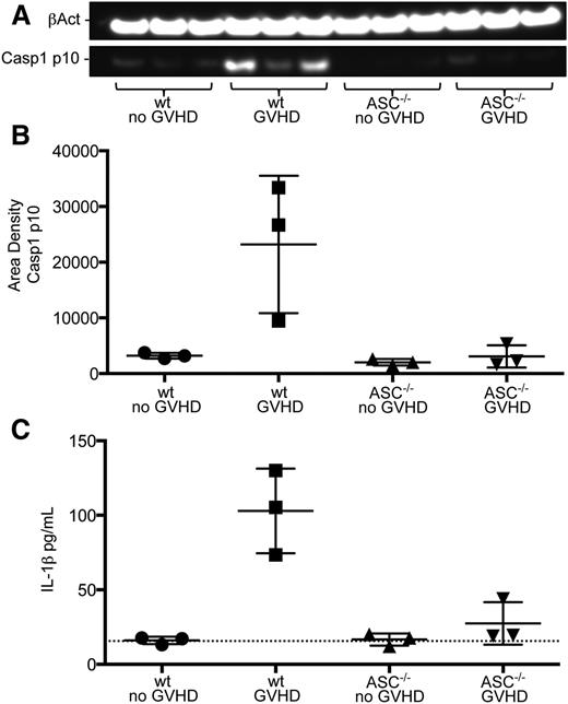 Figure 2. Inflammasome activity evident in recovered MDSCs. (A) Western blot of cell lysates from recovered wild-type or ASC−/− MDSC-IL13 probed for the active p10 form of caspase-1 and β-actin. ImageJ software was used to convert to grayscale and straighten and crop the gel image to highlight lanes of interest according to size. (B) Caspase-1 p10 blot quantification relative to β-actin; GVHD vs all other groups (P < .05). Quantification was carried out on scanned blots by densitometric analysis from ImageJ software (National Institutes of Health). (C) IL-1β enzyme-linked immunosorbent assay (ELISA) of supernatants after day 5–recovered MDSC-IL13 were plated in complete RPMI media overnight; GVHD vs all other groups (P < .05). Dotted line indicates limit of ELISA detection. All data are representative of 2 independent experiments. wt, wild-type.