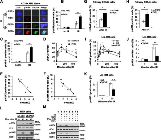 Figure 2. PKR inhibits DDR signaling in primary CD34+ AML cells, primary murine Lin− BM cells, and human leukemic cell lines. (A) p(Ser1981)-ATM (p-ATM) and γ-H2AX were evaluated in CD34+ AML blast cells isolated from the PB and BM of 6 AML patients by IF microscopy (×63). Treatment with 0.5 μM PKRI for 8 hours increased p-ATM and γ-H2AX staining, both 30 minutes after 5 Gy IR. Images are of CD34+ cells from a single AML patient sample that are representative of results from 6 AML patients. (B-C) The percent of primary CD34+ AML blasts cells positive for p-ATM (B) and p(Ser343)-NBS1 (p-NBS1) (C) after 5 Gy IR was increased by 8 hours of treatment with 0.5 μM PKRI as measured by flow cytometry. Results are an average of CD34+ AML cells from 6 patients. (D) At the indicated times following 5 Gy IR treatment, primary CD34+ AML cells treated with PKRI displayed an increased rate and extent of γ-H2AX foci formation following IR. The number of γ-H2AX foci per cell was counted by IF microscopy of 30 randomly selected cells for each AML patient sample and the averages graphed. (E-F) Quantitative real-time polymerase chain reaction was used to measure PKR expression in CD34+ AML blasts from 6 patients relative to healthy donor CD34+ BM cells. The percent of γ-H2AX (E) or p-ATM positive (F) cells 30 minutes after 5 Gy IR was measured by flow cytometry and plotted against the relative quantity (RQ) of PKR expression for each of the 6 AML patient samples. (G-H) Treatment of primary human CD34+ cells isolated from BM of healthy donors with 0.5 μM PKRI for 8 hours increased the percentage of cells positive for γ-H2AX (G) and p-ATM (H) after 5 Gy IR as measured using flow cytometry. Results are an average of 3 independent experiments. (I) Lin− BM cells were isolated from WT, PKRKO, or TgPKR mice and irradiated with 5 Gy. At the indicated times after IR, the percent of cells positive for γ-H2AX was measured by flow cytometry. (J) p-ATM and (K) p-NBS1 were decreased in Lin− cells from BM of TgPKR mice compared with cells from WT mice. (L) Western blotting of REH cells demonstrates that p-ATM and p-NBS1 are increased in cells with reduced PKR expression by shRNA knockdown (sh-PKR) compared with cells expressing a control shRNA (sh-ctrl), both under normal growth conditions and 30 minutes after treatment with 5 Gy IR. (M) REH cells pretreated with PKRI (0.5 μM for 8 hours), IFN-γ (10 ng/mL for 24 hours), or poly(I:C) (5 μg/mL for 6 hours) demonstrate that increased PKR expression and activity decreased p-ATM and p-NBS1 30 minutes after IR. *P < .05; **P < .01. DAPI, 4,6 diamidino-2-phenylindole; M.W., molecular weight.