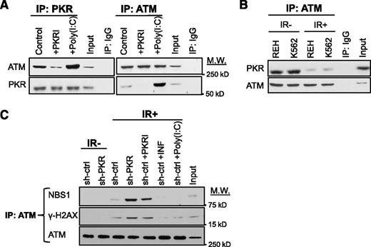 Figure 3. Activated PKR associates with ATM and inhibits ATM activation. (A) Western blotting after reciprocal co-IP of ATM and PKR from lysates of REH cells treated with either 0.5 μM PKRI for 8 hours or 5 μg/mL poly (I:C) for 6 hours demonstrates that PKR activity enhances PKR-ATM association. Input is 10% of total lysate used in the co-IP. Nonspecific IgG antibody was used as a negative co-IP control. (B) Western blotting indicates that co-IP of ATM and PKR is decreased at 30 minutes after 5 Gy IR. (C) co-IP of ATM with NBS1 or γ-H2AX is increased in REH cells by inhibition of PKR expression or activity, whereas cells treated with 10 ng/mL IFN-γ or 5 μg/mL poly(I:C) to increase PKR expression/activity have a decreased co-IP of ATM with either NBS1 or γ-H2AX.