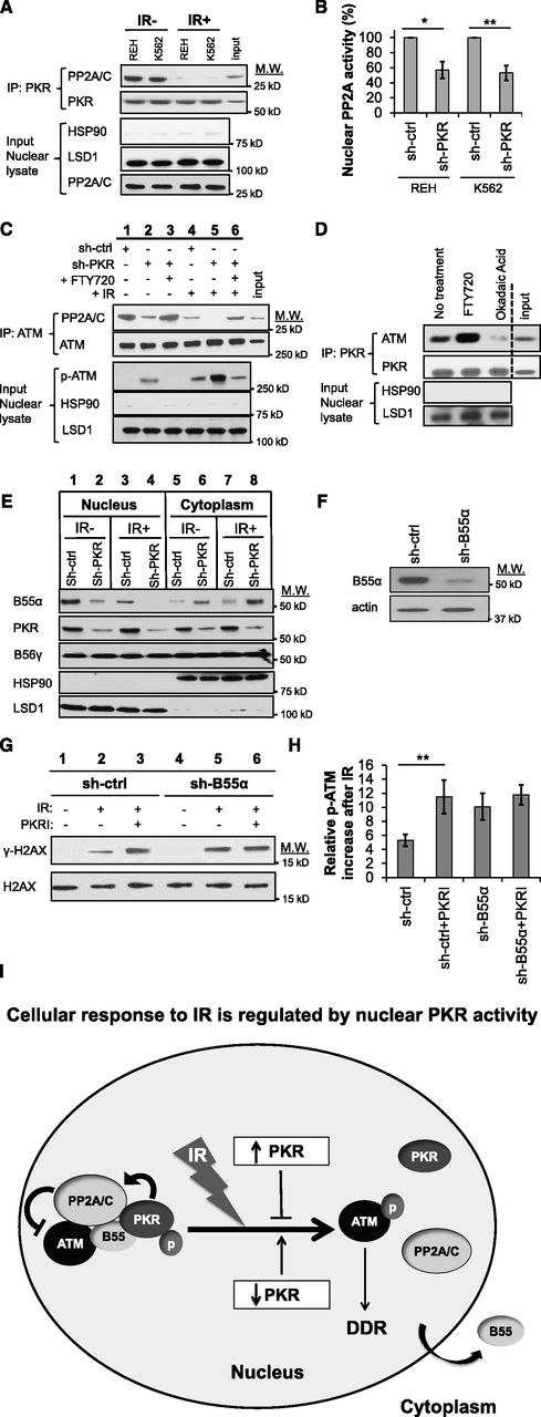 Figure 4. Nuclear PKR activates PP2A to inhibit ATM phosphorylation. (A) PKR co-IPs with PP2A from the nuclear fraction of REH and K562 cell lysates but this association is significantly reduced 30 minutes after exposure to 5 Gy IR (IR+). Western blotting for HSP90 (cytoplasm) and LSD1 (nucleus) was performed as a subcellular fractionation control. Input is 10% of total REH nuclear lysate used in the co-IP. (B) PP2A activity in the nuclear fraction of leukemia cell lines is reduced in cells with decreased PKR expression (sh-PKR) compared with cells transfected with a control shRNA (sh-ctrl). (C) co-IP of PP2A and ATM from the nuclear lysate of REH sh-ctrl and REH sh-PKR cells 30 minutes after treatment with 5 Gy IR and/or pretreatment with 2.5 μM of the PP2A activator FTY720 for 8 hours revealed that PP2A and ATM association is decreased after irradiation, decreased by reduced PKR expression, but increased by FTY720 treatment. In addition, p-ATM is correspondingly increased when ATM-PP2A nuclear association is decreased. Input is 10% of total REH sh-ctrl nuclear lysate used in the co-IP. (D) co-IP of PKR with ATM from the nuclear fraction of REH cells is increased by treatment with 2.5 μM of the PP2A activator FTY720 for 8 hours, whereas PKR-ATM association is decreased by treatment with 1 μM of the PP2A inhibitor OA for 8 hours. Vertical dashed line indicates a repositioned gel lane. (E) Expression of PP2A-B55α and PP2A-B56γ subunits in the cytoplasm and nucleus of REH cells were detected by western blotting. Knockdown of PKR decreased nuclear B55α and increased cytoplasmic B55α both before and after 5 Gy IR. (F) Western blotting demonstrates that B55α expression in REH cells was decreased by B55α-specific shRNA (sh-B55α) compared with control shRNA (sh-ctrl) cells. (G) γ-H2AX formation 30 minutes after 5 Gy IR was measured by western blotting. Pretreatment of cells with 0.5 μM PKRI for 8 hours prior to IR promotes γ-H2AX formation in REH sh-ctrl cells but not REH sh-B55α cells with decreased B55α expression. (H) Flow cytometry after IR reveals that PKRI promotes increased p-ATM in control REH cells (sh-ctrl) but not B55α knockdown cells (sh-B55α). (I) Proposed model by which nuclear PKR mediates PP2A activity and DDR signaling following IR. In undamaged cells, nuclear PKR indirectly antagonizes ATM activation by promoting nuclear localization of the PP2A B55α regulatory subunit that increases nuclear PP2A phosphatase activity to inhibit ATM autophosphorylation. Following IR, PKR and PP2A no longer interact with the ATM complex, and the PP2A-B55α subunit is sequestered in the cytoplasm allowing ATM to be activated and initiate DDR signaling events. *P < .05; **P < .01.