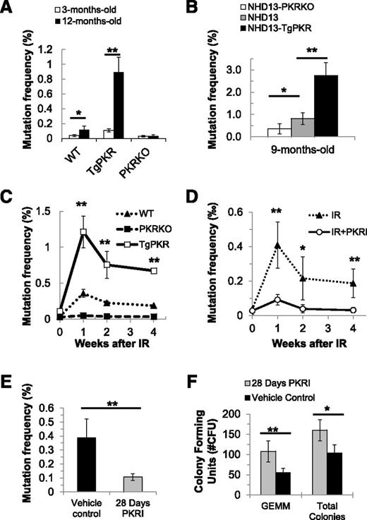 Figure 7. Inhibition of PKR protects against mutations induced by age, IR, or a potent oncogene. The mutation frequency was measured serially in PB reticulocytes using the in vivo PIG-A mutation assay that detects the loss of the glycosylphosphatidylinositol-linked proteins like CD24 on the surface of reticulocytes by flow cytometry. The PIG-A mutation frequency was calculated as the percentage of CD24− reticulocytes/total reticulocytes analyzed. (A) PB from unperturbed young (3-month-old) vs old (12-month-old) WT, PKRKO, and TgPKR mice was obtained, and reticulocytes isolated and analyzed by flow cytometry for the presence or absence of CD24. Increased PKR expression in TgPKR hematopoietic cells promotes an age-associated increase in the frequency of PIG-A mutation compared with WT or PKRKO. (B) NHD13-TgPKR mice, aged 9 months, have a significantly increased frequency of PIG-A mutation compared with NHD13 or NHD13-PKRKO mice. (C) Increased PKR expression promotes a significant increase in the frequency of PIG-A mutations following 5 Gy IR exposure. (D) PKRI treatment reduces the frequency of PIG-A somatic mutation in PB cells of mice following IR. WT mice were injected intraperitoneally with either 200 μg/kg PKRI or PBS (5 mice in each treatment group) and administered a single sublethal dose of IR (5 Gy). After IR, mice received either 200 μg/kg PKRI or PBS every 12 hours for 4 weeks. (E-F) NHD13 mice that were 4 months old were implanted with Alzet osmotic pumps (#1004) filled with either PKRI (1.5 mg/mL in PBS:dimethylsulfoxide) or vehicle control (PBS:dimethylsulfoxide). After 28 days, mice were euthanized to collect blood and BM. (E) The PIG-A mutation frequency in PB of NHD13 mice was significantly reduced by 28-day continuous PKRI treatment. (F) BM of NHD13 mice that received continuous PKRI treatment had significantly greater CFU-GEMM and total CFU activity. *P < .05; **P < .01.