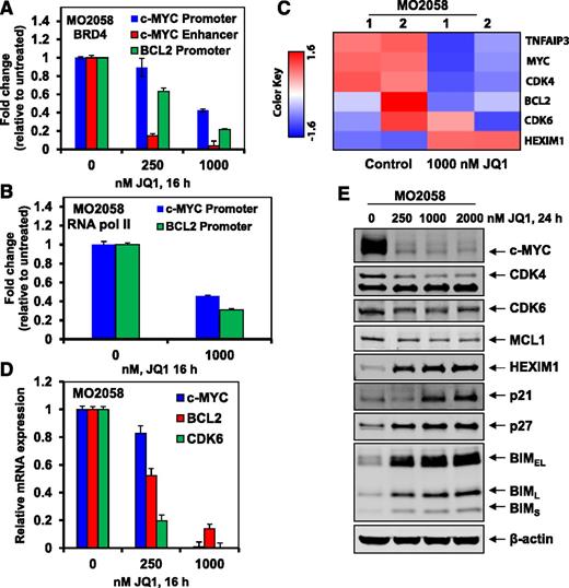 Figure 2. Treatment with JQ1 reduces BRD4 and Pol II occupancy on the promoters of c-MYC and BCL2, and depletes the mRNA expression of c-MYC and BCL2 in human MCL cells. (A-B) MO2058 cells were treated with the indicated concentrations of JQ1 for 16 hours. Following this, ChIP was conducted with a BRD4-specific antibody (A) or RNAP2 antibody (B). The ChIP DNA was subjected to real-time qPCR with primers against the enhancer and promoter of c-MYC and the promoter of BCL2. The fold-change was calculated using the cycle threshold (Ct) value of the ChIP DNA compared with the Ct value of the input DNA. (C) MO2058 cells were treated with 1000 nM of JQ1 for 8 hours. Total RNA was extracted and used for gene expression analyses. A heat map of TNFAIP3, MYC, CDK4, BCL2, CDK6, and HEXIM1 is shown. (D) MO2058 cells were treated with the indicated concentrations of JQ1 for 16 hours. At the end of treatment, RNA was isolated and reverse transcribed. The resulting cDNA was used for real-time qPCR analysis of c-MYC, BCL-2, and CDK6. The relative mRNA expression was normalized to GAPDH and compared with the untreated cells. (E) Representative immunoblots of MO2058 cells treated with the indicated concentrations of JQ1 for 24 hours. Immunoblot analyses were conducted for the expression levels of c-MYC, MCL1, CDK4, CDK6, HEXIM1, p21, p27, BIM, and β-actin in the cell lysates.