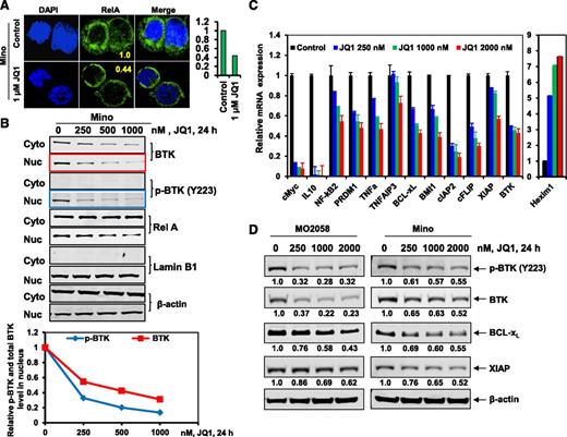 Figure 3. Treatment with BET antagonist reduces nuclear expression of RelA and BTK, and depletes mRNA expression of NF-kB target genes in MCL cells. (A) Confocal immunofluorescence analysis of RelA expression and cellular localization in Mino cells following treatment with JQ1 for 24 hours. Original magnification, ×63. The bar graph (right) shows quantification of the fluorescein isothiocyanate signal intensity of the JQ1-treated Mino cells relative to the untreated cells. (B) Mino cells were treated with the indicated concentrations of JQ1 for 24 hours (top). Following this, nuclear and cytoplasmic fractions were prepared and immunoblot analyses were conducted for BTK and RelA. The localization of Lamin B served as a fraction and loading control. The graph (bottom) shows the relative expression of p-BTK and BTK in the nucleus, determined by densitometry and normalized against the expression of Lamin B. Representative immunoblots are shown. (C) qPCR performed on cDNA from Mino cells treated with the indicated concentrations of JQ1 for 8 hours. Relative expression of each target was normalized against GAPDH. (D) Immunoblot analyses were conducted on the lysates of MO2058 (left) and Mino (right) cells treated with JQ1 for 24 hours, as indicated. The numbers beneath the bands represent densitometry analysis performed on the blots and normalized to the β-actin loading control. Cyto, cytoplasmic; DAPI, 4′,6 diamidino-2-phenylindole; Nuc, nuclear.