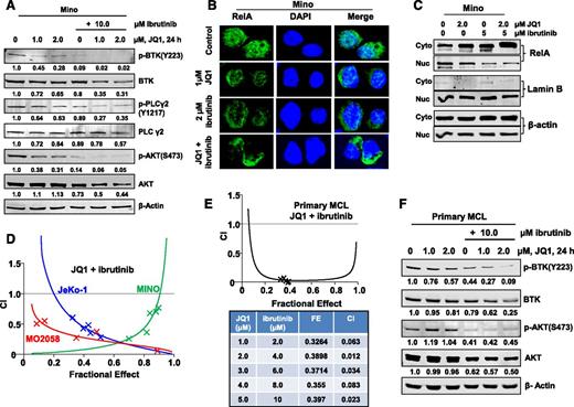 Figure 4. Compared with treatment with either agent alone, combined treatment with JQ1 and ibrutinib exerts synergistic lethal activity against cultured and primary MCL cells. (A) Representative immunoblots from Mino cells treated with JQ1 and/or ibrutinib, as indicated, for 24 hours. The numbers beneath the bands represent densitometry analysis performed on the blots and normalized to the β-actin loading control. (B) Mino cells were treated with JQ1 and/or ibrutinib for 24 hours. Confocal immunofluorescence microscopy was performed for RelA subcellular localization. Nuclei were stained with DAPI. Original magnification, ×63. (C) Nuclear and cytosolic fractions were prepared from Mino cells treated as indicated for 24 hours and the expression levels of RelA in each fraction were determined by immunoblot analyses. The localization of Lamin B served as a fraction and loading control. (D) MO2058, JeKo-1, and Mino cells were treated with JQ1 and ibrutinib at a constant ratio for 48 hours. The percent of apoptotic cells was determined by flow cytometry. Median dose effect and isobologram analyses were performed utilizing CalcuSyn. CI values <1.0 indicates a synergistic interaction of the two agents in the combination. Doses of drugs, fractional effect, and CI values are provided in supplemental Figure 6A. (E) Primary MCL cells were treated with JQ1 and ibrutinib at a constant ratio for 48 hours. The percent of nonviable cells was determined by flow cytometry. Median dose effect and isobologram analyses were performed utilizing CalcuSyn. CI values <1.0 indicates a synergistic interaction of the two agents in the combination. (F) Primary MCL cells were treated with the indicated concentrations of JQ1 and/or ibrutinib for 24 hours. Then, total cell lysates were prepared and immunoblot analyses were conducted as indicated. The numbers beneath the bands represent densitometry analysis performed on the blots and normalized to the β-actin loading control. Cyto, cytoplasmic; DAPI, 4′,6 diamidino-2-phenylindole; FE, fractional effect; Nuc, nuclear.