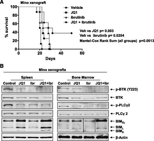 Figure 5. Compared with either single agent alone, cotreatment with JQ1 and ibrutinib exerts superior in vivo anti-MCL activity against Mino xenografts. (A) NOD/SCID mice (n = 8 per cohort) were injected with Mino cells and monitored for 7 days. Following engraftment, mice were treated with JQ1 and/or ibrutinib for 3 weeks as described in supplemental Methods. Survival of the mice is represented by a Kaplan–Meier plot. Vehicle vs JQ1, P = .003, Student t test; vehicle vs ibrutinib, P = .0204, Student t test. Mantel–Cox rank sum of all groups, P .0013. (B) Immunoblot analyses conducted on the spleen and BM from NOD/SCID mice injected with Mino cells as above, and treated with JQ1 and/or ibrutinib for 1 week. Vertical line(s) have been inserted to indicate a repositioned gel lane. Ibr, ibrutinib; Veh, vehicle.