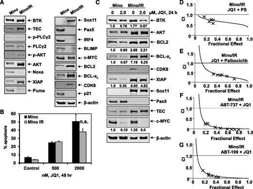Figure 6. Cotreatment with JQ1 and PS or palbociclib is synergistically active in ibrutinib-resistant Mino/IR cells. (A) Representative immunoblots of basal protein expression in Mino vs Mino/IR cells. (B) Mino and Mino cells with acquired resistance to ibrutinib (Mino/IR) were treated with the indicated concentrations of JQ1 for 48 hours. The percent of Annexin V-positive apoptotic cells was determined by flow cytometry. (C) Immunoblot analyses of Mino and Mino/IR cells treated for 24 hours with JQ1, as indicated. The numbers beneath the bands represent densitometry analysis. (D-G) Mino/IR cells were treated with a fixed ratio of JQ1 and PS (D), or palbociclib (E), or ABT-737 (F), or ABT-199 (G) for 48 hours. The percent of apoptotic cells was determined by flow cytometry. Median dose effect and isobologram analyses were performed. CI values <1.0 indicates a synergistic interaction of the two agents in the combination. Doses of drugs, fractional effect, and CI values are provided in supplemental Figure 6B. n.s., not significant.