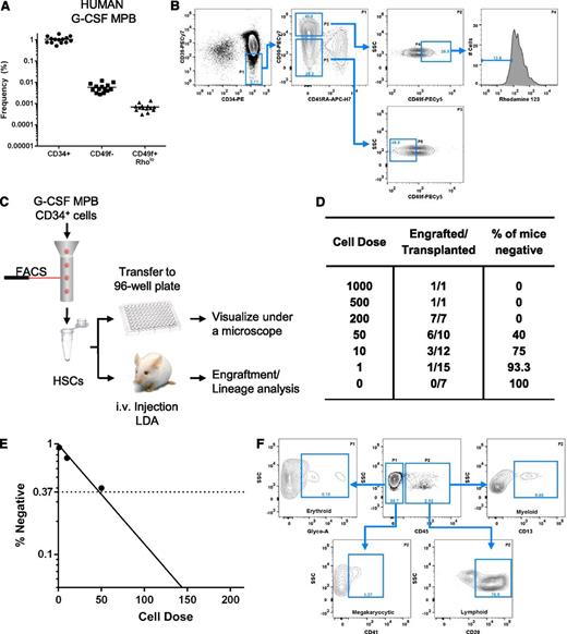 Figure 1. Phenotypic analysis and engraftment potential of human G-CSF–MPB. Phenotypic analysis of G-CSF–MPB MNCs (A-B). (A) Frequency of human CD34+ cells and phenotypically defined MPPs (CD34+CD38−CD45RA−CD90−CD49f−, abbreviated CD49f−) and HSCs (CD34+CD38−CD45RA−CD90+CD49f+Rholo, abbreviated CD49f+Rholo) in G-CSF-MPB MNCs obtained from 14 healthy subjects. (B) Representative flow cytometry analysis for the detection of phenotypically defined MPPs and HSCs in G-CSF-MPB MNCs; the frequency of each subpopulation is based on the parent gate shown on the top right of each plot. Using a limiting dilution transplantation approach, the frequency of HSC within the CD34+CD38−CD45RA−CD90+CD49f+Rholo subfraction was determined (C-E). (C) Schematic of the experimental design. (D) Table outlining the number of mice transplanted at each dose, the number of mice that engrafted, and the percentage of mice that failed to engraft at each respective dose. (E) Semilogarithmic plot of the frequency of long-term repopulating cells within the CD34+CD38−CD45RA−CD90+CD49f+Rholo subfraction measured by extreme limiting dilution analysis. (D) Representative flow cytometry analysis from a single NSG mouse recipient transplanted with 200 CD34+CD38−CD45RA−CD90+CD49f+Rholo cells for human cell engraftment (CD45) and lineage contribution. Analysis is representative of 3 independent experiments (n = 7 mice).