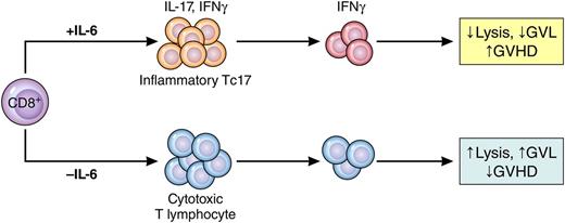 Phantom Tc17 cells mediate GVHD but not GVL. Under the influence of IL-6, CD8+ T cells differentiate into weakly cytolytic lymphocytes that secrete IFN-γ but only transiently secrete IL-17 (Tc17). These cells cause GVHD but do not mediate GVL effects. When IL-6 is absent, CD8+ T cells differentiate into potent cytolytic T lymphocytes that mediate GVL but do not cause GVHD. Professional illustration by Patrick Lane, ScEYEnce Studios.