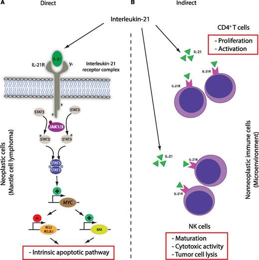 Antitumor activity of IL-21 in mantle cell lymphoma. The main (A) direct and (B) indirect effects are shown. Direct effect: IL-21 receptor engagement leads to activation of the intrinsic apoptotic pathway in neoplastic cells in a STAT3- and MYC-dependent manner. Indirect effects: IL-21 increases NK and CD4+ T-cell activity in the tumor microenvironment and leads to enhanced lysis of tumor cells.