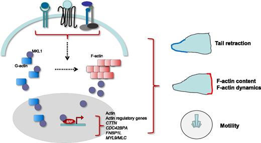 Actin dynamics are regulated by numerous stimuli engaging several plasma membrane receptors, including cytokine receptors, G-coupled chemokine receptors, and integrins. Molecules of G-actin sequester MKL1 into the cytoplasm. On stimulation, polymerization of G-actin into F-actin releases MKL1, which can translocate to the cytoplasm and bind nuclear transcription factor SRF. This stimulates expression of cytoskeletal genes, including actin itself and actin regulatory genes. Record et al show that MKL1 notably stimulates the expression of actin, CTTN, formin-binding protein FNBP1L, and myosin light chain (MYL9/MLC). MKL1, together with downstream targets, controls G- and F-actin content, F-actin dynamics, tail retraction, and cell motility.
