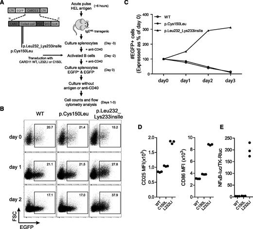 Figure 7. The CARD11 p.Cys150Leu variant does not confer GOF properties to murine B cells. (A) Schematic representation of the retroviral vector used for transduction of murine B cells. Mutations are indicated. The experimental procedure is shown on the right. (B) The frequency of transduced cells was determined by flow cytometric analysis of GFP+ signals at day 0, day 1, and day 2. (C) The total number of GFP+ cells was determined at different time points during the culture period, and proliferation was assessed by normalization to the number of GFP+ cells at day 0. (D) Expression of CD25 (left) and CD86 (right) was determined in triplicates at day 1. Gate was set on GFP+ cells. Representative data from 2 independent experiments are shown. (E) NF-κB–induced luciferase activity was normalized to constitutive Renilla luciferase signal. The graph shows technical triplicates. All data shown are representative for data obtained in 2 independent experiments.