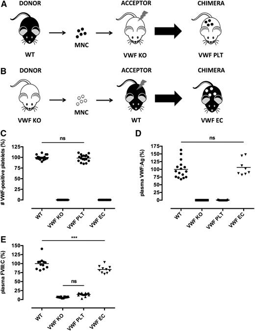Figure 1. Generation and characterization of chimeric mice that lack VWF in either megakaryocytes or endothelial cells. MNCs, isolated from donor WT (black) or VWF KO mice (white), were transplanted into lethally irradiated VWF KO or WT acceptor mice to generate (A) chimeric mice that have VWF only in platelets (VWF PLT) or (B) chimeric mice that specifically lack VWF in their platelets (VWF EC), respectively. (C) Relative amount of VWF-positive platelets detected in WT (n = 17), VWF KO (n = 12), VWF PLT chimeric (n = 18), and VWF EC chimeric (n = 14) mice. (D) VWF antigen (Ag) levels (VWF:Ag) were determined in plasma samples from WT (n = 16), VWF KO (n = 14), VWF PLT chimeric (n = 21), and VWF EC chimeric (n = 8) mice. (E) FVIII activity (FVIII:C) was determined in plasma samples from WT (n = 12), VWF KO (n = 12), VWF PLT chimeric (n = 16), and VWF EC chimeric (n = 10) mice. Results are expressed as percentage of WT values. ns, not statistically significant. ***P < .001.