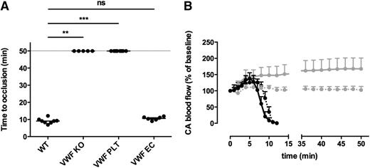 Figure 3. Plasma VWF, but not platelet VWF, determines thrombotic occlusion rates in a carotid artery thrombosis model. (A) The carotid artery of WT (n = 8), VWF KO (n = 5), VWF PLT chimeric (n = 8), and VWF EC chimeric (n = 6) mice was exposed and a local injury was generated by topical application of a filter paper saturated with 12% FeCl3. Carotid artery blood flow was monitored and the time needed to form an occlusive thrombus was recorded. If no occlusion occurred within 50 minutes, the experiment was ended (time to occlusion of 50 minutes). (B) Carotid artery (CA) blood flow profiles of WT (black; n = 8), VWF KO (gray; n = 5), VWF PLT chimeric (dashed gray; n = 8), and VWF EC chimeric (dashed black; n = 6) mice were recorded using a laser Doppler flow monitor. ns, not statistically significant.**P < .01; ***P < .001.