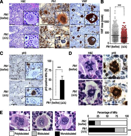 Figure 1. Defective megakaryocyte maturation in the absence of Plk1. (A) Bone marrow sections from 8-week-old mice were stained with hematoxylin and eosin (H&E) or antibodies against Plk1 or the VWF. Scale bars, 100 μm (insets, 20 μm). (B) The quantification of VWF area per cell is shown in the histogram. Horizontal bars indicate the average from >500 cells per condition from at least 3 different animals. ***P < .001; Student t test. (C) Phosphorylation of pH3 in Plk1-deficient or control megakaryocytes. Scale bars, 100 μm (insets, 20 μm). The quantification of pH3-positive cells is shown in the right histogram. Data are mean ± standard deviation (SD; n = 3 mice per genotype). ***P < .001; Student t test. (D) Representative images of mitotic cells in Plk1-deficient or control mice after staining with H&E or immunodetection of pH3. Scale bars, 20 μm. (E) Analysis of nuclear complexity in Plk1-null and control megakaryocytes (MKs). Scale bars, 20 μm. In these analyses, at least 250 cells from ≥3 different animals per genotype were used. Student t test; ***P < .001.