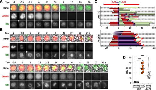 Figure 3. Defective mitotic exit in Plk1-deficient megakaryocytes. (A) Representative mitotic progression and exit in wild-type megakaryocytes. Cells were transduced with lentiviral vectors expressing GFP-histone H2B (green) and mCherry-Geminin (red). Mitotic entry (time 0) can be monitored by chromosome condensation and pancellular staining of geminin. Mitotic exit (1 hour) is monitored by chromosome decondensation, reformation of nuclear lobules, and geminin degradation. (B) Two independent examples of defective mitotic progression in Plk1-deficient megakaryocytes. Mitotic entry (chromosome condensation and pancellular staining of geminin) is shown at time 0 (third frame in the top cell and second frame in the bottom cell). Geminin is slowly degraded 27 to 32 hours after mitotic entry, resulting in cell death (top cell) or mitotic exit (bottom) after approximately 37 hours. (C) Representation of cell fate in wild-type and Plk1(Δ/Δ) megakaryocytes. Every row represents a single cell. Geminin high phases are shown in red, whereas geminin low phases are in green. Endomitosis is indicated by a purple box and cell death is indicated by a red circle. Mitotic entry (condensation of chromatin and pancellular localization of geminin) is normalized as time 0. (D) Duration of mitosis (DOM; in hours) in Plk1-deficient or control megakaryocytes. Cdc20-deficient megakaryocytes12 are used as a control. ***P < .001; Student t test.