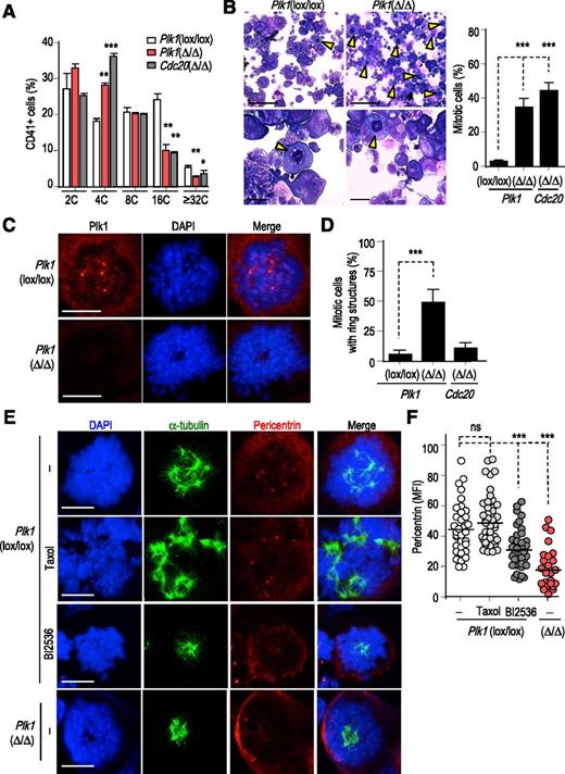 Figure 4. Lack of Plk1 results in defective centrosome maturation and spindle formation in mitotic megakaryocytes. (A) Reduced polyploidization in Lin‒ bone marrow cells 3 days after stimulation with TPO. Data are mean ± SD (n = 4 mice per genotype). *P <0.05; **P < .01; ***P < .001; Student t test. (B) Representative images and quantification of mitotic cells (arrowheads) in these cultures 3 days after stimulation with TPO. Scale bars, 20 μm (top) and 50 μm (bottom). Data are mean ± SD. At least 250 cells per genotype were scored. ***P < .001; Student t test. (C) Immunodetection of Plk1 (red) in Plk1(lox/lox) and Plk1(Δ/Δ) stimulated in vitro with TPO. DAPI (blue) was used to stain DNA. Scale bars, 10 μm. (D) Quantification of ring structures in the mitotic cells in these cultures. Data are mean ± SD. n = 50 (control) or 250 (Plk1- or Cdc20-null) mitotic cells per condition. ***P < .001; Student t test. (E) Immunodetection of α-tubulin (green) and pericentrin (red) in Plk1-null or control cells treated with the indicated compounds. DAPI (blue) was used to stain DNA. Scale bars, 10 μm. (F) Quantification of pericentrin median fluorescence intensity (MFI) in these cultures. Horizontal bars indicate averages. ns, not significant; ***P < .001; Student t test.