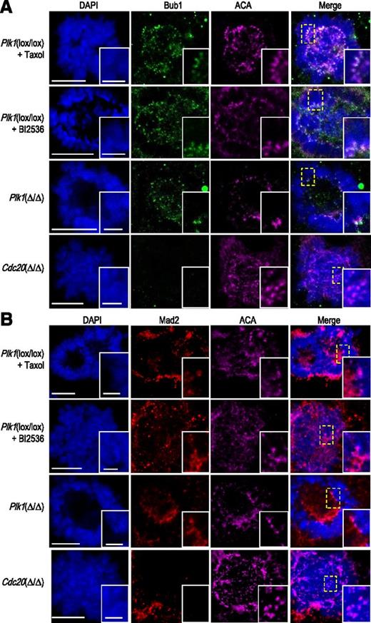 Figure 5. Accumulation of SAC proteins in the kinetochores of Plk1-deficient megakaryocytes. (A) Immunodetection of Bub1 (green) and centromeres (ACAs, magenta) in Plk1(Δ/Δ) cells or control cells treated with Taxol or the Plk1 inhibitor BI2536. Cdc20-deficient cells were used as a control of SAC-independent mitotic arrest. DAPI (blue) was used to stain DNA. (B) Immunodetection of Mad2 (red) and centromeres (ACAs, magenta) in Plk1(Δ/Δ) cells or control cells treated with Taxol or the Plk1 inhibitor BI2536. Cdc20-deficient cells were used as a control of SAC-independent mitotic arrest. DAPI (blue) was used to stain DNA. Scale bars, 10 μm (insets, 2 μm).