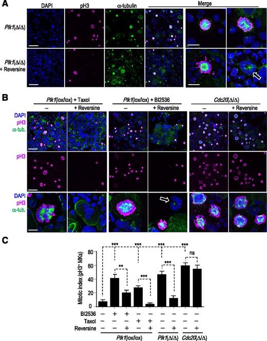 Figure 6. Lack of Plk1 results in a SAC-dependent mitotic arrest. (A) Representative images of Plk1(Δ/Δ) megakaryocytes in the absence or presence of the SAC inhibitor reversine. Spindles are shown by α-tubulin staining (green), whereas pH3 is shown in magenta. DAPI (blue) was used to stain DNA. Scale bars, 50 μm (or 20 μm in the 2 right columns). (B) Representative images of the indicated cultures in the absence or presence of reversine. Spindles are shown by α-tubulin staining (green), whereas pH3 is shown in magenta and DAPI (blue) was used to stain DNA. Scale bars, 50 μm (or 20 μm in the bottom row). (A-B) Arrows indicate curved nuclei around a single tubulin aster. (C) Mitotic index, as determined by detection of pH3, in Plk1- or Cdc20-deficient cells or control cells treated with Taxol or BI2536 in the absence or presence of the Mps1 inhibitor reversine. Data are mean ± SD. n = 50 cells per condition. **P < .01; ***P < .001; Student t test.