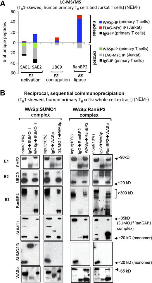 Figure 1. WASp associates with SUMO-pathway proteins in vivo. (A) LC-MS/MS. Number of unique polypeptides of WASp-associated, SUMO-pathway proteins isolated from nuclear and cytosolic fractions of TH1-skewed, primary TH cells (reports on endogenous WASp-proteome) or Jurkat TH cells (reports on Flag/Myc-tagged transfected WASp-proteome) by immunoprecipitation (IP) with anti-WASp antibody (Ab) or anti-FLAG/Myc antibodies (2-step immunopurification, 1stIP: Flag Ab, 2ndIP: Myc Ab). MultiConsensus reports of peptides/proteins were generated from 3 to 4 biological replicates after applying the filtering criteria previously described15 (supplemental Figure 1). (B) Validation of MS-generated WASp-SUMO associations by coIP. Protein complexes isolated by reciprocal and sequential coIP (eg, WASp>RanBP2 sequence denotes 1stIP: WASp, 2ndIP: RanBP2) from whole cell extracts of TH1-skewed, human primary TH cells resolved by western blotting the same gel with indicated antibodies. NEM−, nontreated with NEM.
