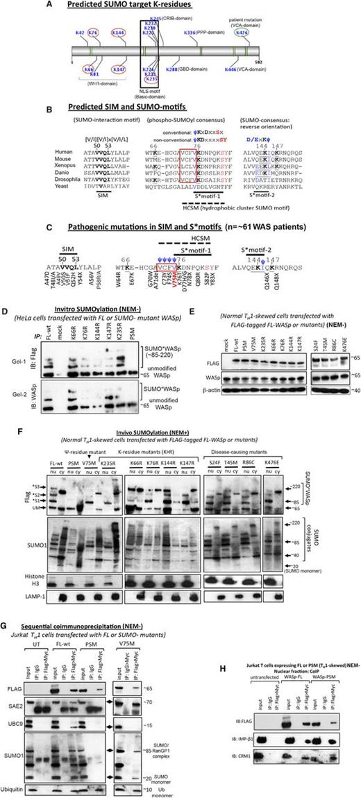 Figure 3. Identification and characterization of SUMO target lysine residues in WASp. (A) GPS-SUMO tool predicted SUMO-acceptor K-residues and SUMO-interaction motif (SIM) in different WASp domains (WH1, CRIB, Basic, GBD, PPP, VCA). K-residues circled in red were experimentally mutated (K>R), whereas K476 circled in green is a natural pathogenic mutation (K476E). These 6 K-residue mutants were included in SUMOylation assays. (B) Comparison of amino acid sequences of putative SUMO motifs (S*motif-1; S*motif-2) and SIM motif of WASp from yeast to human. Hydrophobic cluster SUMO motif (HCSM) preceding S*motif-1 is boxed in red. (C) Disease-causing mutations (n = ∼61 patients reported thus far) occurring in the SUMO, HCSM, and SIM motifs of WASp are shown (see supplemental Figure 3D for additional details). V75M (n = ∼22 patients) occurring in S*motif-1/HCSM that initially presents as XLT and in some patients progresses to serious disease (clinical severity grade 5 with autoimmunity and/or malignancy)72 is highlighted with red lettering. (D) In vitro SUMOylation assays were performed as described in legend to Figure 2A with full-length, wild-type WASp (FL-wt), K>R single mutants, penta-SUMO-site mutant (PSM), and mock (untransfected) as substrates immunoprecipitated with anti-FLAG Ab from HeLa cells transfected with the indicated constructs. Western blot with anti-FLAG or -WASp Ab is shown. The data are representative of 2 biologic replicates shown as Gel-1 and Gel-2 to highlight subtle interassay variations in the SUMOylation patterns (see supplemental Figure 3 for WASp*SUMO construct sequences and expression by flow cytometry). (E) The indicated FLAG-tagged mutants (PSM, K>R, and disease-causing) and FL-wt were stably transfected (or mock transfected) in the normal human TH-cell line, and the expression of the mutants on day 7 of TH1-skewing/TCR-activation was monitored by anti-WASp and -FLAG antibodies western blot. β-Actin served as loading control. (F) Transfected mutants immunoprecipitated with anti-FLAG antibody from nuclear (nu) and cytoplasmic (cy) fractions of NEM-treated, normal TH1-skewed/TCR-activated cells were used as substrate for the in vivo SUMOylation assays as described in the legend to Figure 2C. The same blot was sequentially reprobed with the indicated antibodies. Multiple SUMO*WASp conjugates are indicated as *S1/S2/S3 bands (molecular weight ≥ 85 kDa). The purity of nuclear and cytoplasmic fractions was monitored with Histone H3 and LAMP-1 immunoblotting, respectively. (G-H) Two-step sequential immunoprecipitation (1stIP: FLAG, 2nd IP: Myc) performed on the (G) whole cell extracts or (H) nuclear extract generated from TH1-skewed Jurkat cells stably transfected with the indicated mutants and immunoblotted with the indicated antibodies. Molecular mass of indicated bands is in kilodaltons. NEM+/−, treated/nontreated with NEM.