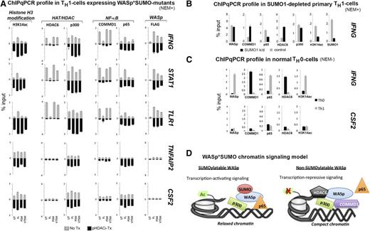 Figure 5. Characterizing the effect of SUMOylation-deficient WASp on the promoters of NF-κB response genes in the presence or absence of panHDAC inhibitors. (A) MNase-ChIP assays performed as described in the legend to Figure 4D in the absence (no Tx) or presence of panHDACi (pHDACi-Tx). The displayed ChIP values (mean ± SEM) are percentage of total nuclear input chromatin and were derived after subtracting the background values obtained with isotype IgG antibody; the latter is not shown. IFNG (TH1-signature cytokine), STAT1 (TH1-transcription factor), and TLR1 were selected as representative genes downregulated by SUMOylation-deficient WASp, whereas CSF2 (TH17-proinflammatory cytokine) and TNFAIP2 (proinflammatory cytokine) were representative genes ectopically upregulated by SUMOylation-deficient WASp. UT, untransfected WASp-null TH-cells; FL, same TH cells transfected with full-length WASp; PSM, transfected with penta-SUMO mutant; V75M, transfected with V75M disease-causing mutant. (B) MNase-ChIP assay performed on primary TH1-skewed cells from normal donor depleted of endogenous SUMO1 (by SUMO1-shRNA) or its control (scrambled shRNA) (see supplemental Figure 7 for chromatin-shearing efficiency and supplemental Figure 2B for temporal progression of SUMO1 depletion in these TH1 cells over 6 days following shRNA transfection). (C) MNase-ChIP assay performed on primary Th0 nonskewed and Th1-skewed cells with indicated antibodies at the indicated gene loci. (D) A working model of WASp*SUMO1 chromatin signaling at WASp target gene promoters proposing differential, activating vs repressive outputs of chromatin-located WASp that is informed by its SUMOylaton state. NEM+/−, treated/nontreated with NEM.