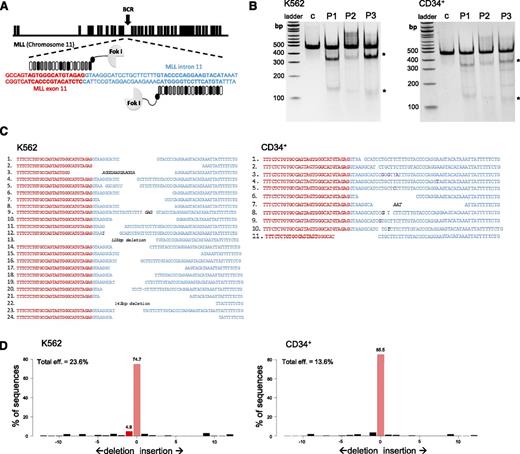 Figure 1. TALENs induce specific DNA DSBs within the MLL gene. (A) Schematic illustration of the human MLL gene shows recognition sites (bold sequences) for TALEN pairs designed to cleave within the 5′ portion of MLL intron 11. Black boxes represent respective exons of the MLL gene. (B) Gel image shows results of the T7 endonuclease assay performed on gDNA isolated from K562 or CD34+ cells nucleofected with the 3 different MLL TALEN pairs (P1, P2, P3) or control (GFP) as indicated. Digested PCR products (*) of the MLL locus represent the presence of strand mismatches resulting from indels that are generated during nonhomologous end joining (NHEJ) repair of DSBs. (C) DNA sequences of the amplified endogenous MLL locus resulting from the best TALEN pair (P3) show unique insertions or deletions resulting from NHEJ (K562 24 of 70: 34.3%; CD34+ 11 of 70: 15.7% mutation ratio). Italic letters represent insertions; underlined letters denote TALEN binding sites; red and blue text indicates MLL exon 11 and MLL intron 11, respectively. (D) Indel frequencies were measured by TIDE and compared with indel frequencies of the control sample.21 eff., efficiency.