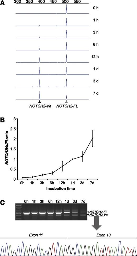 Figure 1. Expression of NOTCH2 splice variants according to specimen aging. (A) Fluorescence PCR and capillary electrophoresis shows an increasing amount of NOTCH2-Va variant compared with WT NOTCH2-FL as incubation time is prolongated. (B) The ratio of NOTCH2-Va to NOTCH2-FL increases with incubation time in all 3 replicates from 3 individuals. (C) Gel extraction and sequencing analysis of the NOTCH2-Va band confirms skipping of exon 12 that normally exist in WT NOTCH2. d, day(s); h, hour(s).