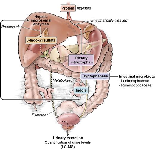 Urinary 3-indoxyl sulfate generation. Orally ingested proteins are enzymatically cleaved to produce tryptophan, which is then metabolized by tryptophanase-expressing intestinal bacteria into indole and absorbed by the intestinal tract. Microsomal enzymes in the liver then process indole into 3-indoxyl sulfate, which is excreted into the urine and can be quantified by liquid chromatography–mass spectrometry (LC-MS). Professional illustration by Ken Probst, Xavier Studio.