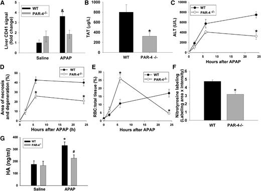 Figure 5. APAP-induced liver injury in WT and PAR-4−/− mice. PAR-4−/− mice and matching WT mice were treated with 300 mg/kg APAP IP. (A) Quantification of CD41 signal in the liver at 2 hours. Signal intensity of CD41 was normalized to that of WT mice not treated with APAP. (B) TAT concentration in plasma at 2 hours after APAP injection. (C) ALT activity in plasma. (D) Area of necrosis and degeneration in the liver. (E) RBC to total liver tissue (%). (F) Nitrotyrosine label quantified in liver sections as described in “Materials and methods” at 6 hours after APAP injection. (G) Plasma hyaluronic acid was determined 24 hours after APAP administration (n = 6-7 mice per group). &Significantly different from all the other groups. *Significantly different from the WT group at same time. #Significantly different from APAP-treated WT mice. For WT mice, the number of mice per group was 4 (0 hour), 13 (2 hours), 10 (6 hours), and 13 (24 hours). For PAR-4−/− mice, the number of mice per group was 3 (0 hour), 10 (2 hours), 9 (6 hours), and 14 (24 hours).