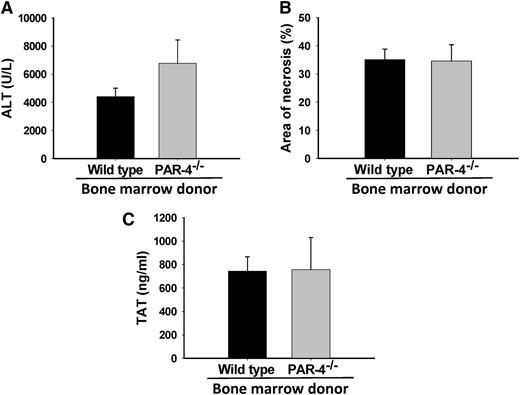 Figure 7. Effect of hematopoietic cell PAR-4 deficiency on APAP-induced liver injury in mice. WT mice were irradiated and reconstituted with either WT or PAR-4−/− bone marrow, as described in “Materials and methods.” Mice were given 250 mg/kg APAP IP. (A) ALT activity in plasma at 24 hours. (B) Area of hepatocellular necrosis at 24 hours, and (C) TAT concentration in plasma at 3 hours. No significant differences were observed. For ALT and necrosis, N = 13 mice with WT bone marrow and 9 with PAR-4−/− bone marrow. For TAT, N = 5 mice with WT bone marrow and 4 with PAR-4−/− bone marrow.