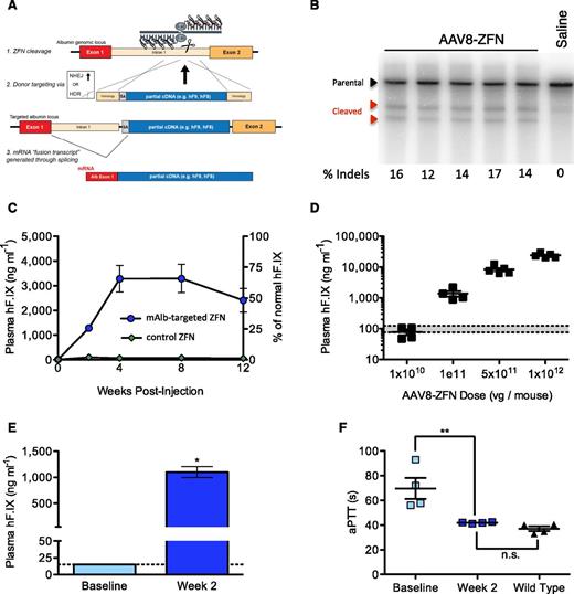 Figure 1. Hepatic gene targeting of the mouse albumin locus results in phenotypic correction of hemophilia B. (A) Schematic illustrating albumin targeting strategy. (B) Cel I nuclease assay from liver DNA measuring ZFN-induced indels within albumin intron 1. Lanes represent individual mice at day 7 after AAV8-ZFN treatment. (C) hFIX in mouse plasma after treatment with AAV8-hF9-donor and either AAV8-ZFN (blue circles) or AAV8-hF9-ZFN (green diamonds) with a target sequence not present in the mouse genome; n = 3 mice per group. (D) hFIX levels at week 2 after treatment are proportional to AAV dose (1:5 ZFN to donor). Gray bar: normal levels. Points represent individual mice. (E) hFIX levels in hemophilia B mice 2 weeks after treatment with AAV8-mAlb-ZFN and AAV8-hF9-donor (n = 4 mice per group). *P = .029, Fisher's exact test. (F) Clot formation in mice depicted in panel E, measured by aPTT prior to and 2 weeks after treatment. The aPTTs of wild-type mice are shown for comparison. **P < .01, 2-tailed Mann-Whitney test. HDR, homology directed repair; n.s., nonsignificant; SA, splice acceptor.