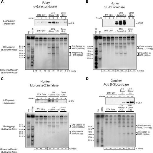 Figure 3. Expression of lysosomal enzymes deficient in Fabry and Gaucher diseases and Hurler and Hunter syndromes. Top panels of (A-D) Western blot detection of (A) α-galactosidase A, (B) α-l-iduronidase, (C) iduronate-2 sulfatase, and (D) acid β-glucosidase in liver lysates of mice 30 days after treatment with 3 × 1011 vg of AAV8-ZFN and AAV8 of the appropriate donor at the indicated ratio of 1:1 or 1:5 (see “Methods” section for details). Middle panels (A-D) PCR detection of bands consistent with homology directed (HDR) and homology independent (NHEJ) integration of donor at the albumin locus. Lower panels (A-D) Indel formation as measured by MiSeq sequencing (n = 3 mice per group). Each lane represents an individual mouse. LSD, lysosomal storage disease.