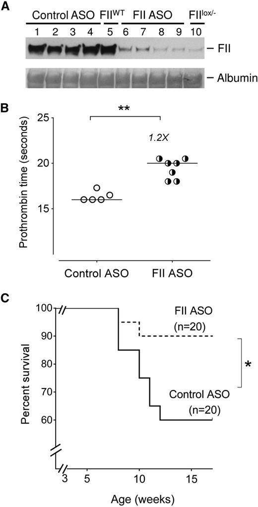Figure 1. Reduction of circulating FII using ASO reduces early mortality in Berkeley sickle mice. (A) Western blot analysis showing levels of circulating FII protein in representative Berkeley sickle mice administered either control ASO (n = 4, lanes 1-4) or FII-specific ASO (n = 4, lanes 6-9) beginning at 3 weeks of age and sacrificed for FII analysis at 15 weeks of age. The plasma FII levels in representative untreated FIIWT (lane 5) and untreated FIIlox/− (lane 10) mice are also shown as additional controls for comparison. (B) PTs of Berkeley sickle mice administered control ASO or FII ASO beginning at 3 weeks of age and sacrificed for plasma analysis at 15 weeks of age. Each symbol represents an individual animal and the bar indicates the median values. Data were analyzed by Mann-Whitney U test; **P < .01. (C) Kaplan-Meier survival analysis of cohorts of Berkeley sickle mice administered either FII ASO (n = 20) or control ASO (n = 20) beginning at 3 weeks of age and continued on weekly ASO treatments until 15 weeks of age. Equal numbers of males and females were enrolled for either control-ASO or FII-specific ASO administration. Among the sickle mice that had early mortalities, the ratio of males to females was 1:1. Comparison of survival curves using log-rank (Mantel-Cox) test; *P < .05.