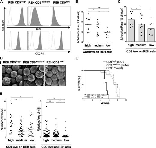 Figure 1. Phenotypic and functional effects of CD9 downregulation. REH cells were transduced with 2 different shRNAs targeting CD9 messenger RNA (mRNA). (A) Membrane expression of CD9 and CXCR4 measured by flow cytometry and represented by gray histograms. Fluorescence with the control isotype is indicated by the black line on the histograms. (B) Adhesion assay. REH cells were used to seed superfibronectin-coated 96-well plates. The adherent cells were counted in an MTS (3-(4,5 dimethylthiazol-2-yl)-5-(3-carboxymethoxyphenyl-2-(4-sulfophenyl)-2H-tetrazolium) proliferation assay. The graph represents the optic density (OD) values, with the bars indicating the median values. **P < .01, ****P < .0001 in Wilcoxon test. (C) Migration assay. Cell migration in response to a gradient of CXCL12 (100 ng/mL) was measured in a Boyden chamber. Results are presented as migration rates using a scatter dot plot representation. The histograms indicate the means of 8 independent experiments. *P < .05 in Wilcoxon test. (Di) The effects of CD9 depletion on REH cell morphology were observed by scanning electron microscopy. (Dii) The number of villi per cell and the area of the membrane villi were determined with ImageJ software. The bars indicate the median values. n is the number of cells analyzed: REH CD9high, n = 21; REH CD9medium, n = 41; REH CD9low, n = 21; **P < .01, ***P < .001 in Mann-Whitney tests. (E) REH cells stably transduced with shRNA targeting CD9 were cultured and injected IV (105 cells) into 4-week-old NSG mice. The general condition of the mice was monitored daily until their death. Kaplan-Meier survival curves were plotted. n is the number of mice used: REH CD9high, n = 7; REH CD9medium, n = 14; REH CD9low, n = 8;*** P < .001, ****P < .0001 in log-rank (Mantel-Cox) tests.