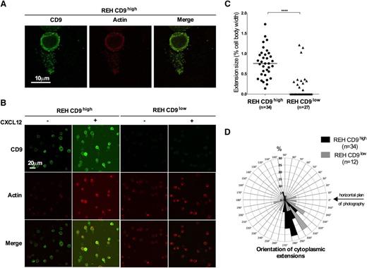 Figure 3. CD9 promotes the formation of long, actin-rich cytoplasmic protrusions. (A-B) Immunofluorescence. Cells were incubated for 30 seconds at 37°C with 100 ng/mL CXCL12, subjected to cytospin centrifugation, fixed, and permeabilized. Actin filaments were decorated with rhodamine-phalloidin (1:100) and CD9 was labeled with mouse anti-CD9 antibody (1:50). Confocal imaging of serial Z stacks was performed with a Leica SP5 confocal microscope equipped with a 63×/1.4 oil objective, zoom x3 (A) and ×1(B). The yellow spots on the merged images correspond to the colocalization of actin and CD9. The images shown are representative of 3 independent experiments. (C) The membrane extensions were measured with ImageJ software. The bars indicate the median values. n is the number of cells analyzed: REH CD9high, n = 34; REH CD9low, n = 27; ****P < .0001 in Mann-Whitney tests. (D) The distribution of membrane extensions is shown as the percentage of extensions oriented in a range of 10°. n indicates the number of cytoplasmic extensions analyzed: REH CD9high, n = 34 (black); REH CD9low, n = 12 (gray).