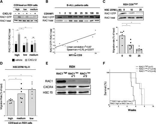 Figure 4. CD9 downregulation impairs CXCL12-induced migration by modulating RAC1 activation. (A) REH CD9high, CD9medium, and CD9low cells were stimulated with CXCL12 (100 ng/mL) for 30 seconds at room temperature. RAC1-GTP levels were analyzed by immunoprecipitation followed by western blotting for RAC1. Antibody binding was detected by chemiluminescence (Immobilon kit; Western-Millipore), viewed with the ImageQuant Fuji LAS 4000 Mini (GE Health Biosciences) acquisition system. The intensity of the signals obtained on the western blot was determined with ImageJ software. The graph shows the mean values ± standard deviation (SD) for 3 independent experiments. ***P < .001 in Student t test. (B) RAC1 activation (RAC1-GTP/RAC1 total) was analyzed according to CD9 expression level (MFI for CD9) in blasts extracted from the BM of B-ALL patients collected on diagnosis (n = 8 patient samples; r = 0.79 P = .0279 in Spearman rank correlation test). (C) REH cells were incubated with NSC23766 (10 μM and 25 μM) for 3 hours at 37°C and stimulated with CXCL12 (100 ng/mL) for 30 seconds at room temperature. RAC1 activation was analyzed by immunoprecipitation followed by western blotting. The migration rates are plotted using a scatter dot plot. The histograms represent the means of 6 independent experiments. *P < .05 in Wilcoxon test. The migration of the cells in response to CXCL12 (100 ng/mL) was also assessed in a Boyden chamber. The graph represents the migration rates obtained in each condition using a scatter dot plot, with the histograms indicating the means of 6 independent experiments. *P < .05 in Wilcoxon test. (D) REH CD9high, CD9medium, and CD9low cells were treated with 10 μM NSC23766 before the assay. The migration of cells in response to a gradient of CXCL12 (100 ng/mL) was assessed in a Boyden chamber, on the basis of CD9 expression. Results are expressed as migration rates and represented using a scatter dot plot. The histograms indicate the means of 6 independent experiments. *P < .05 in Wilcoxon test. (E) REH cells were transduced with 2 shRNAs targeting RAC1 mRNA. RAC1 and CXCR4 protein levels were determined by western blotting. (F) Survival analysis. Cells were injected IV (105 cells) into 4-week-old NSG mice. The general condition of the mice was monitored daily until their death. Kaplan-Meier survival curves were plotted. n is the number of mice used: REH RAC1high, n = 7; REH RAC1low no. 1, n = 6; REH RAC1low no. 2, n = 6; *P < .05 ***P < .001 in log-rank (Mantel-Cox) test.